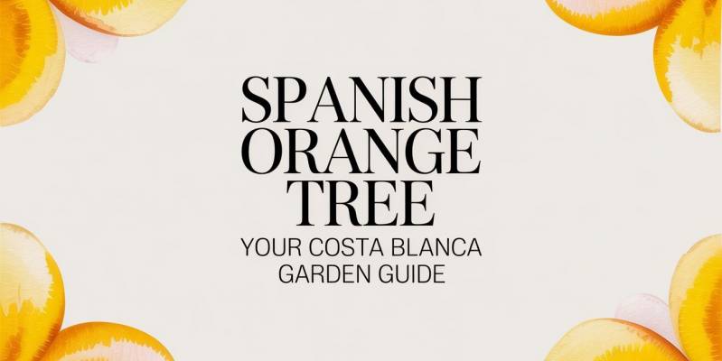 Spanish Orange Tree Your Costa Blanca Garden Guide