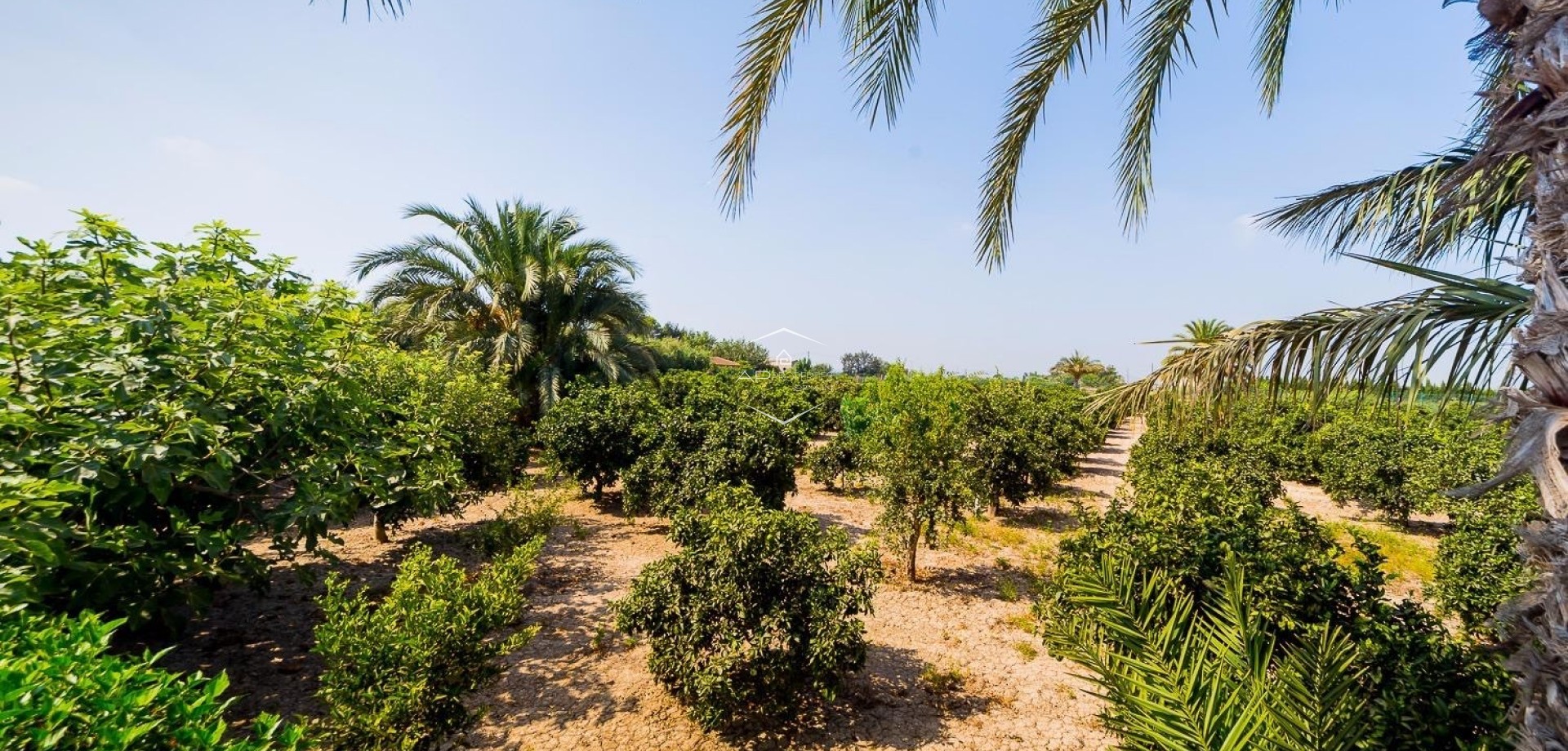 Reventa - Finca / Propiedad rural -
Almoradí - Almoradi