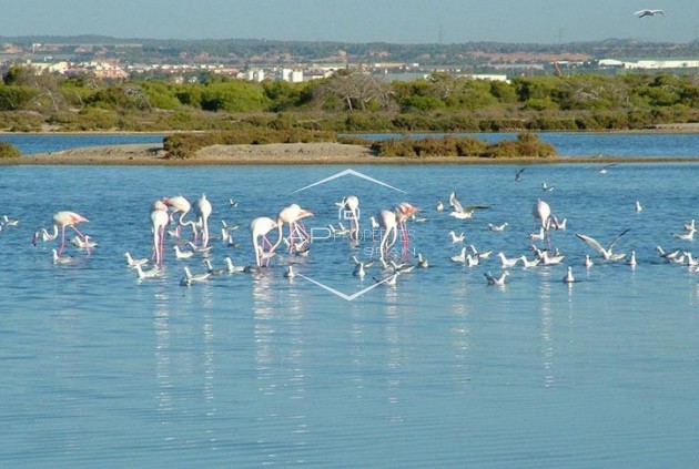 Nowy budynek - Willa/ Dom wolnostojący -
San Pedro del Pinatar - Pueblo