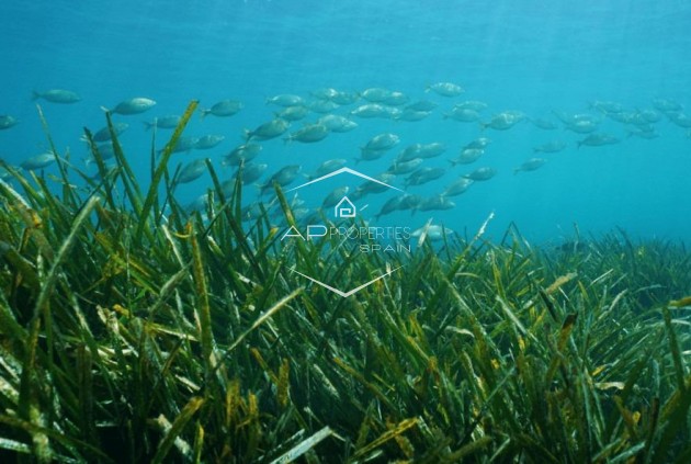 Nueva construcción  - Villa - Independiente -
Benissa - Racó Del Galeno