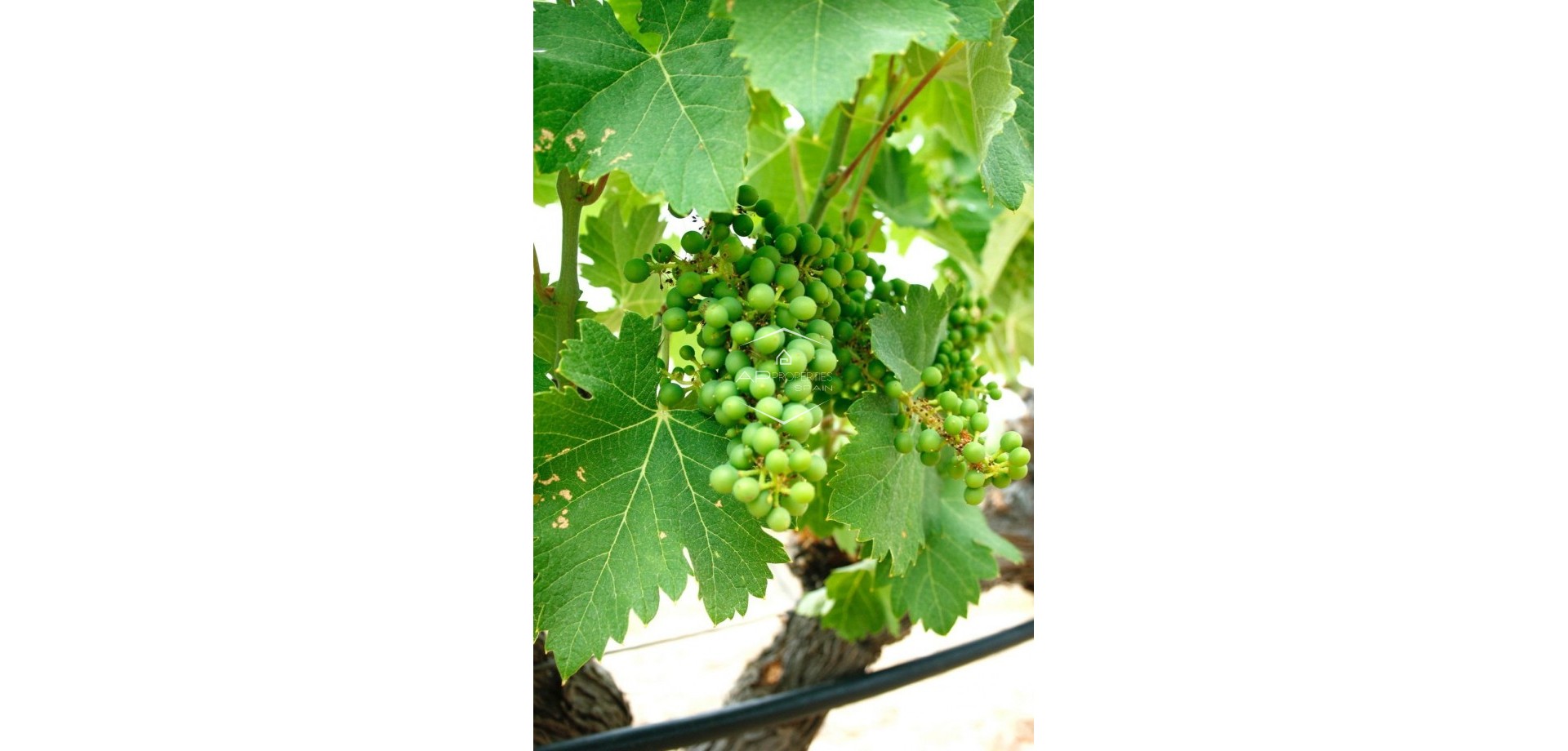 Nueva construcción  - Villa - Independiente -
Yecla