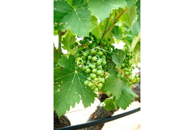 Nueva construcción  - Villa - Independiente -
Yecla