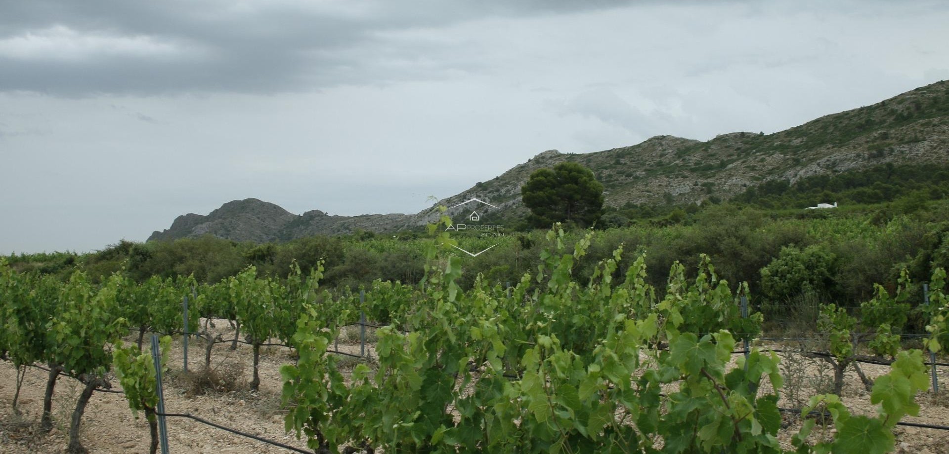 Nowy budynek - Willa - Dom wolnostojący -
Yecla