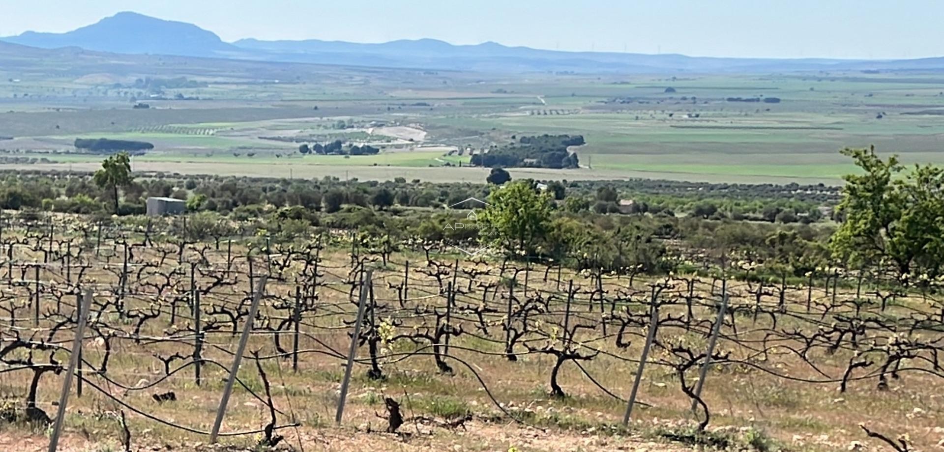 Nowy budynek - Willa - Dom wolnostojący -
Yecla