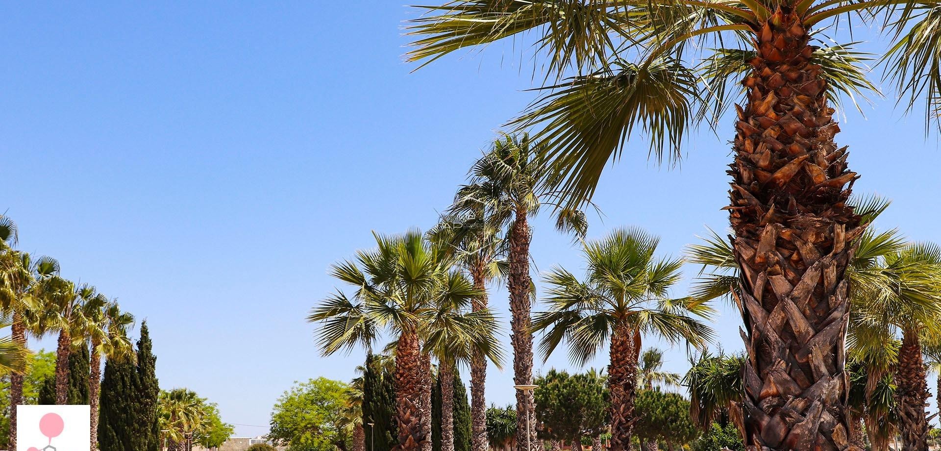 New Build - Villa - Detached -
San Fulgencio - La Escuera