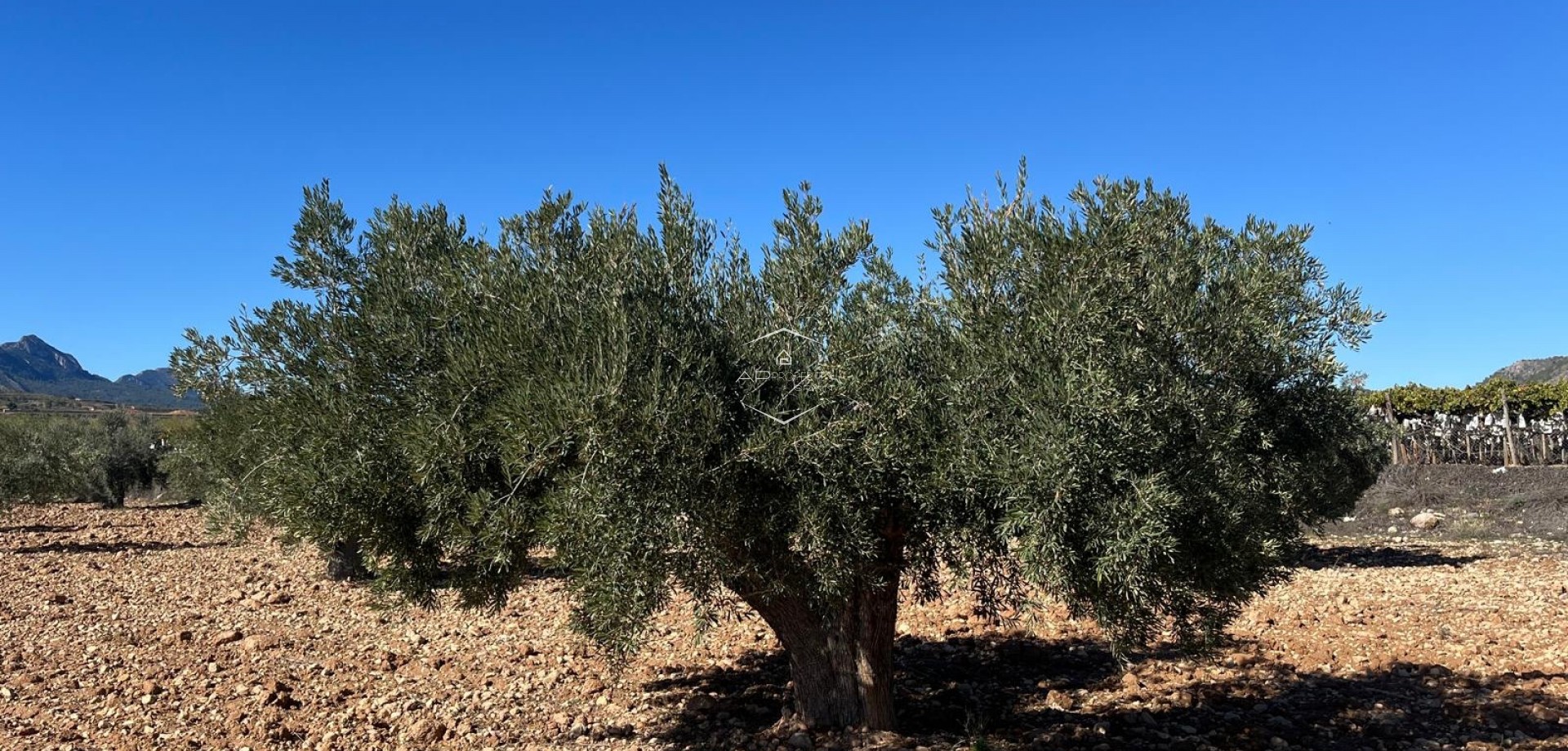 Revente - Parcelle - Terrain -
La Romana