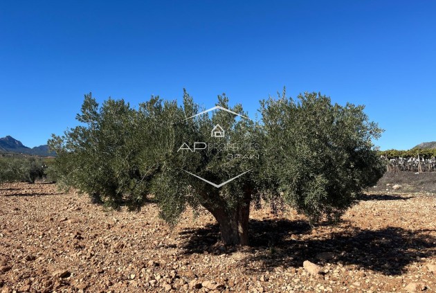 Revente - Parcelle - Terrain -
La Romana